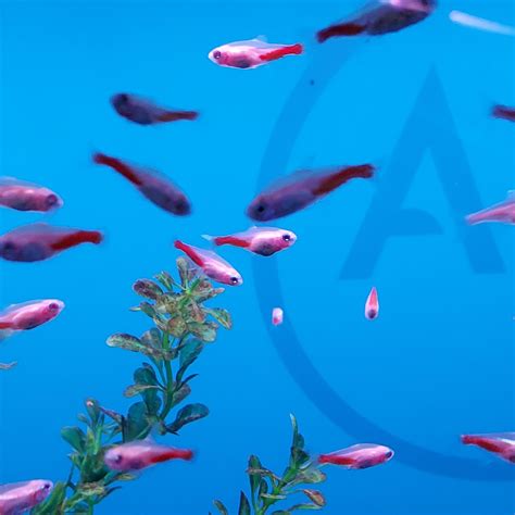 TETRA - NEON GOLD Paracheirodon innesi - Aquatics Unlimited