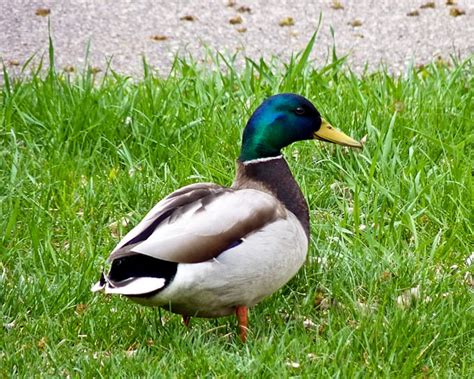 The Turkey Strut and Duck Waddle - Roti n Rice