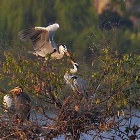 Grey Heron - breeding - Bird Ecology Study Group