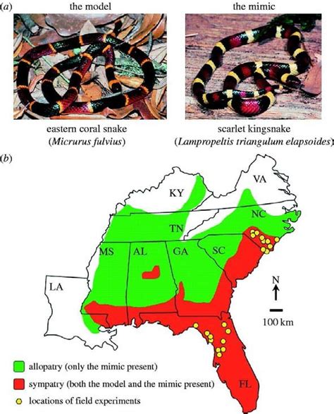 (a) The nonvenomous scarlet kingsnake (L. t. elapsoides) mimics the ...