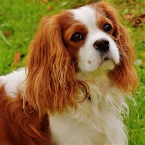 Cavalier King Charles Spaniel vs Beagle - Breed Comparison