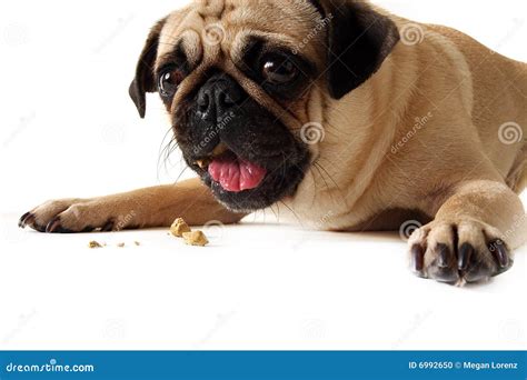 Bad Table Manners stock photo. Image of puppy, standing - 6992650