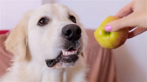 Cute Dog Eats Apple | Funny Dog Bailey - YouTube