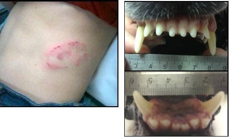 Bite marks don't match teeth of condemned dog Phineas, experts say