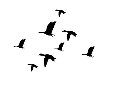 Flying Ducks Silhouette - ClipArt Best | Duck silhouette, Silhouette tattoos, Duck tattoos