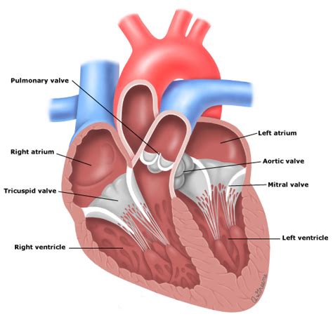 Chapter 18: The Heart- The Chambers Diagram | Quizlet