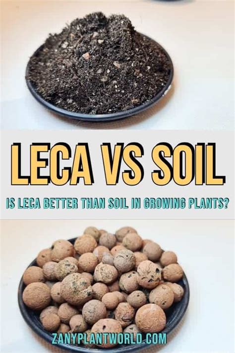 LECA Vs Soil: Is LECA Better Than Soil In Growing Plants?