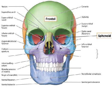 Facial Bones Anatomy - Anatomy Reading Source