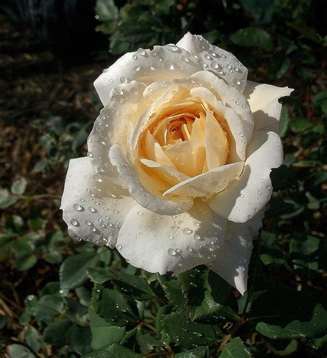 garden delights: TODAY'S FLOWERS ~ Raindrops on Roses