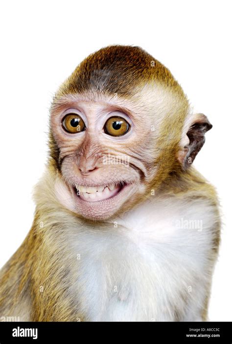 Smiling Monkey Faces