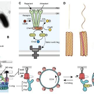 Structure of bacterial flagellum. (A) Electron micrograph of E. coli... | Download Scientific ...