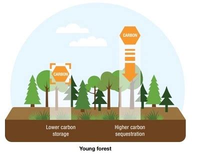 Forests and Climate Change - NYS Dept. of Environmental Conservation