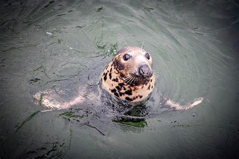 Grey Seal Photograph by Lewis Houghton/science Photo Library - Pixels