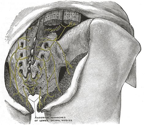 Medial cluneal nerves - wikidoc