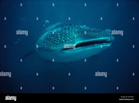 Divers observing Whale Shark feeding on plankton Stock Photo - Alamy