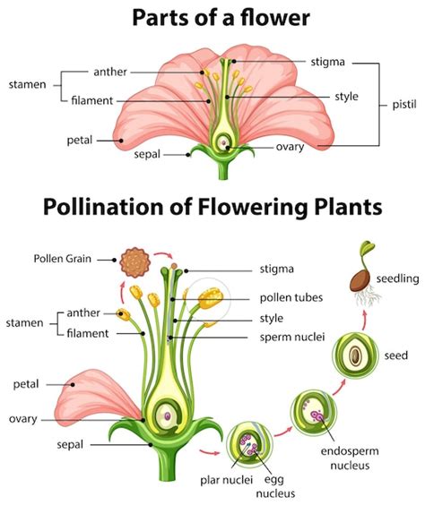 Pollination Vectors & Illustrations for Free Download | Freepik