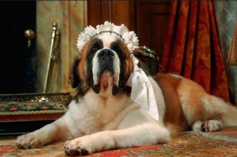 Totally wanna get nana a bonnet now lol | Animaux, Saint-bernard, Chien