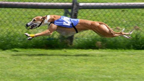 Greyhound – the fastest dog in the world | DinoAnimals.com