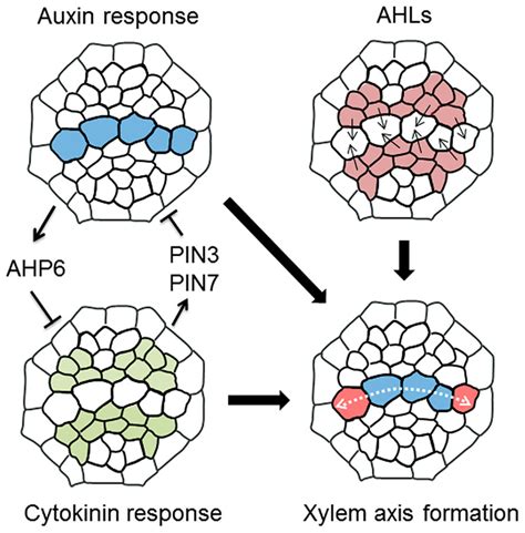 Frontiers | Regulation of xylem cell fate | Plant Science