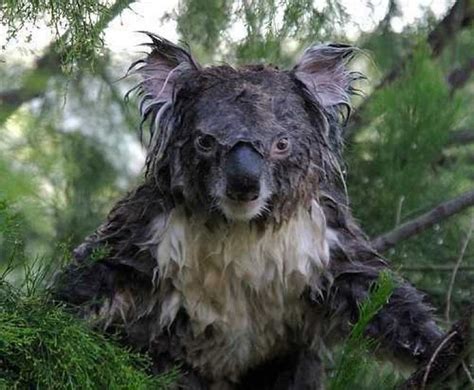 wet koala | YeahGee6 | Flickr