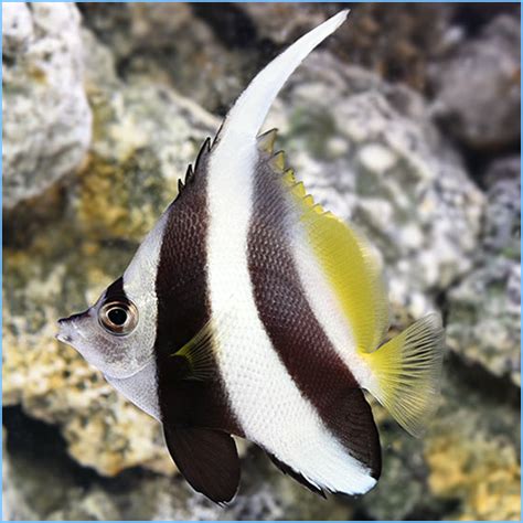 Heniochus Black & White Butterflyfish or Longfin Bannerfish | Pete's ...