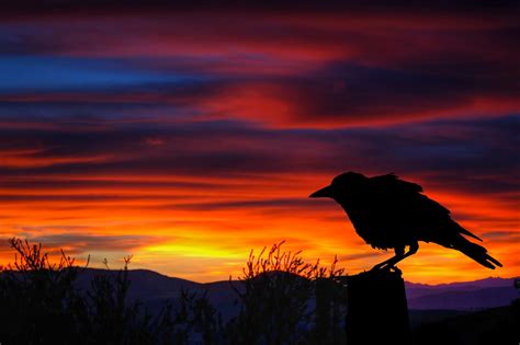 Behind The Lens With chipbhi – photo A crow at Sunset Blog - ViewBug.com