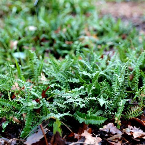 Hardy evergreen ferns for any spot in the garden | Bestall & Co