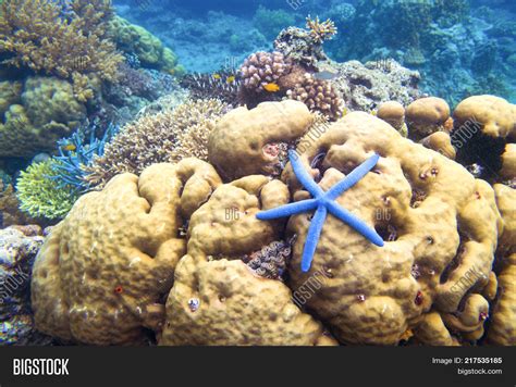 Starfish On Coral Reef Image & Photo (Free Trial) | Bigstock