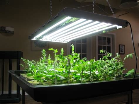 indoor garden lights Best of hydroponic lighting options dambly s ...