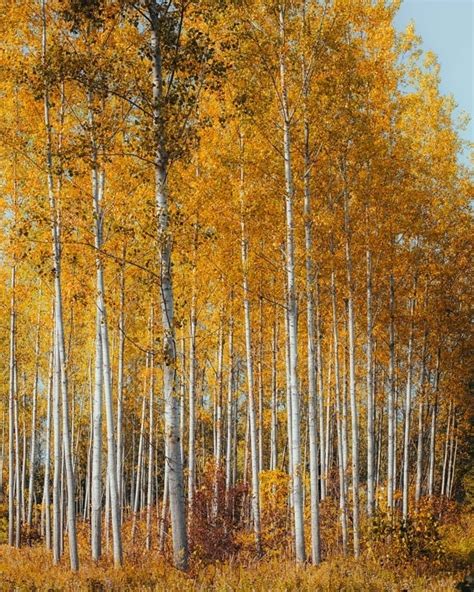 Free picture: poplar, autumn season, forest, landscape, leaf, trees ...