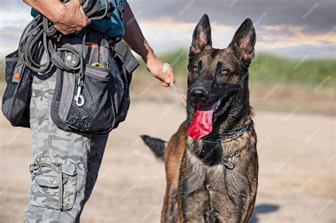 Premium Photo | Training of belgian shepherd