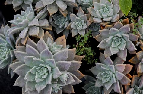 Beautiful Succulents Free Stock Photo - Public Domain Pictures