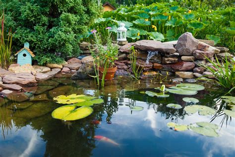 How to Keep a Goldfish Pond in Florida