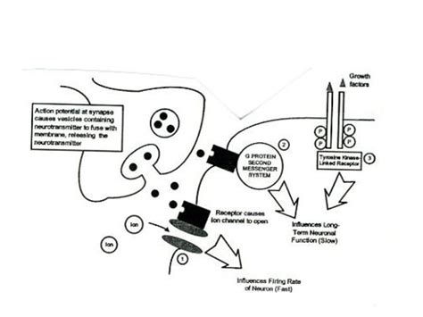 Receptive substances proposed 1909 by Langley (nicotine) - ppt download