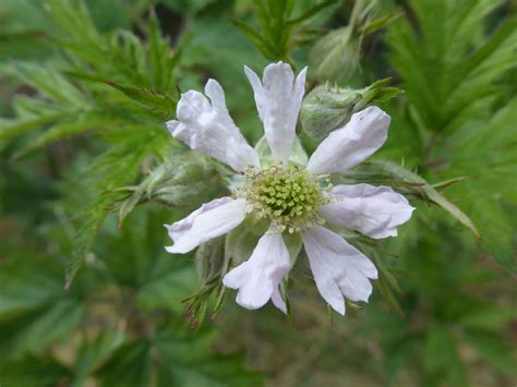 Rubus laciniatus - Trees and Shrubs Online