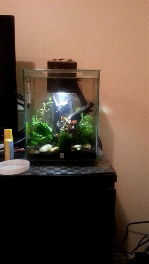 Stocking ideas for heavily planted 5 gallon? : r/Aquariums