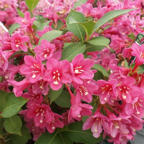 Weigela SONIC BLOOM Pink - Buy Weigela Shrubs Online