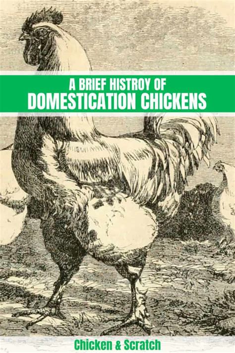 A Brief History of Domestication Chickens