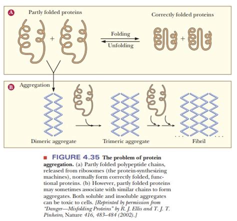 Protein Folding Dynamics