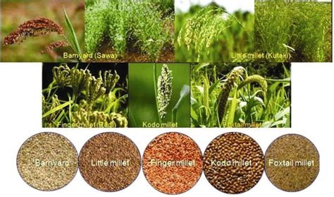 Different minor millets, their panicles, standing crop view and whole ...