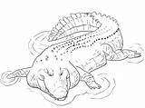 Realistic Nile Crocodile Coloring Page  Free Printable Pages sketch template