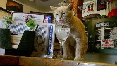 Stubbs, the Mayor of Talkeetna, Alaska – The Horizon Sun