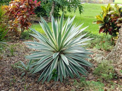 Yucca gloriosa 'Variegata' - World of Succulents