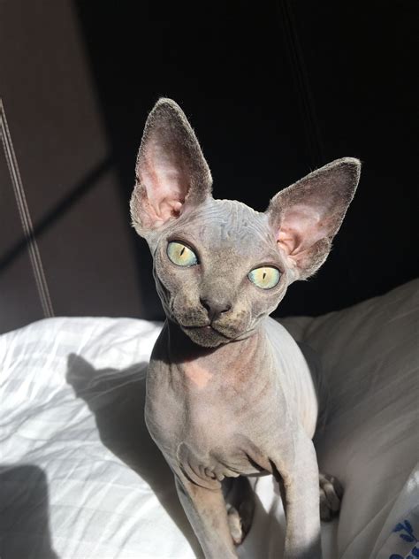 Sphynx - Sphynx Cats For Sale | Ocala, FL #280766 | Petzlover / This ...