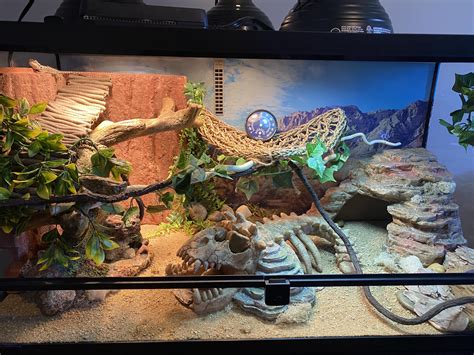 Is this habitat too much for a baby bearded dragon? : r/BeardedDragons