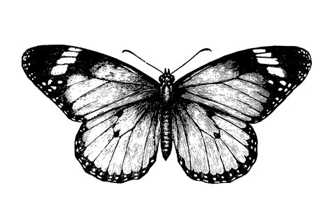 Black n white butterfly - Butterflies Wallpaper (2742x1793) (198412)
