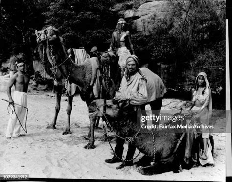 Simpson Desert Camel Photos and Premium High Res Pictures - Getty Images