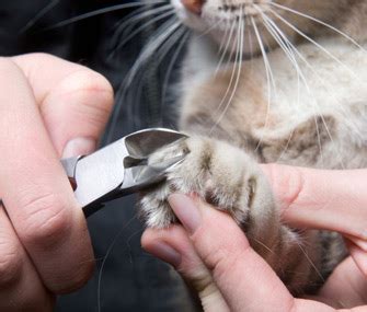 cat nail clipping service near me - Pi Vodcast Photographic Exhibit