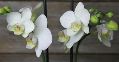 White Orchid Flower Symbolism | Best Flower Site