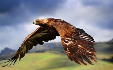 Golden Eagle: National Bird of Germany | Interesting Facts about Bird ...